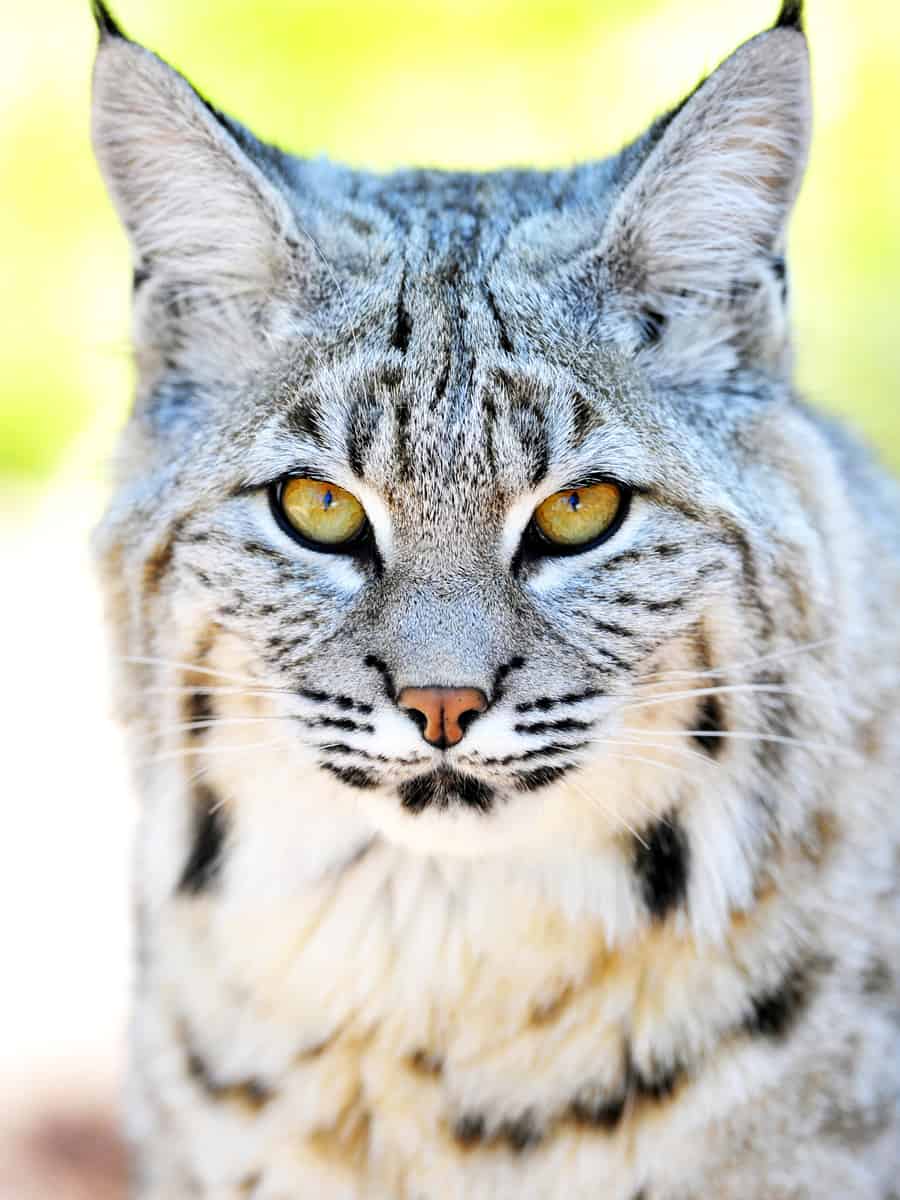 beautiful north american bobcat, yellowstone national park
