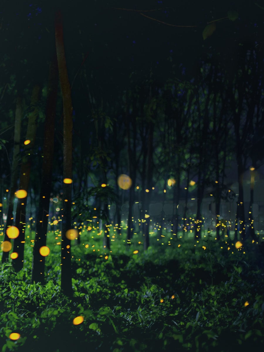firefly flying in the forest