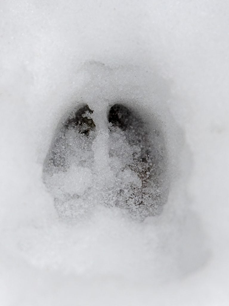  single well defined bison footprint in fresh snow