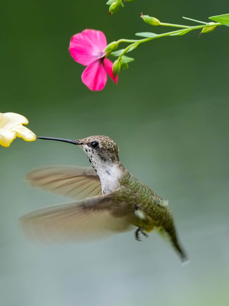 A Black Chinned Hummingbird Feeding On Flowers