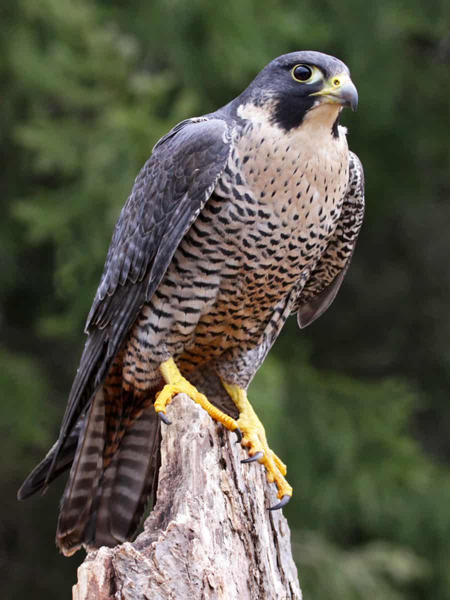 A Peregrine Falcon (Falco peregrinus) perched on a stump. 
