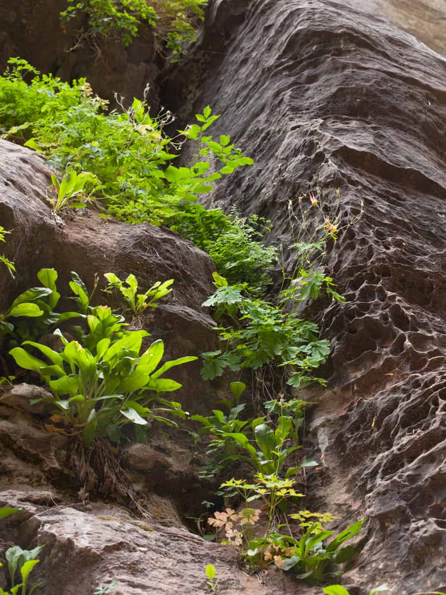 A hanging garden on the side of a cliff in the narrows in Zion National park