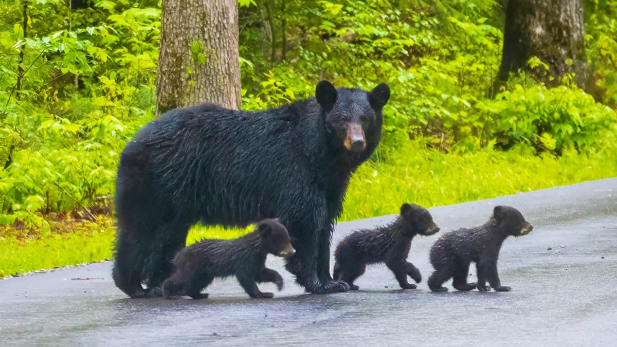 A mother black bear crosses the road with her cubs in Great Smoky Mountains National Park, Tennessee 1600x900