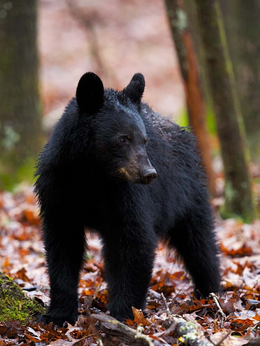 American Black Bear / Ursus americanus standing on a bed of Oak tree leaves in the Smoky Mountains of Tennessee
