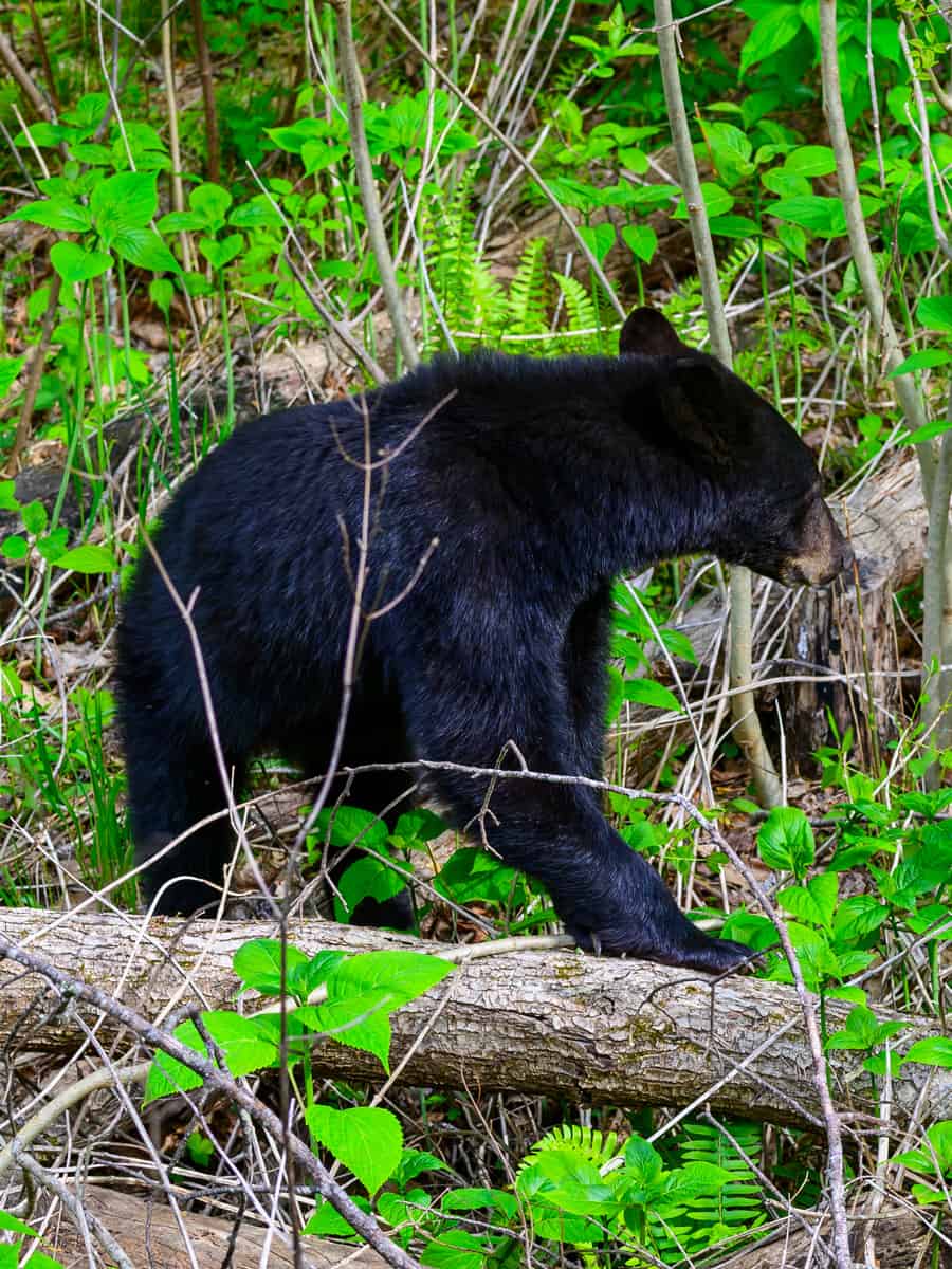 An adult black bear foraging for food by the Roaring Fork Motor Trail, near Gatlinburg, Tennessee.
