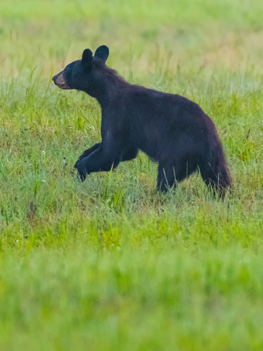 Black Bear Runs Through Open Field in the cataloochee valley