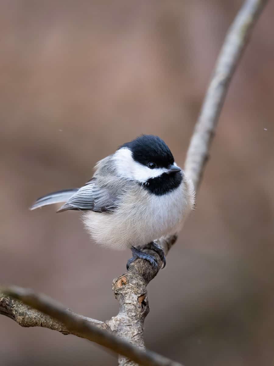 Carolina Chickadee (Poecile carolinensis) perched on a branch isolated from a clean background