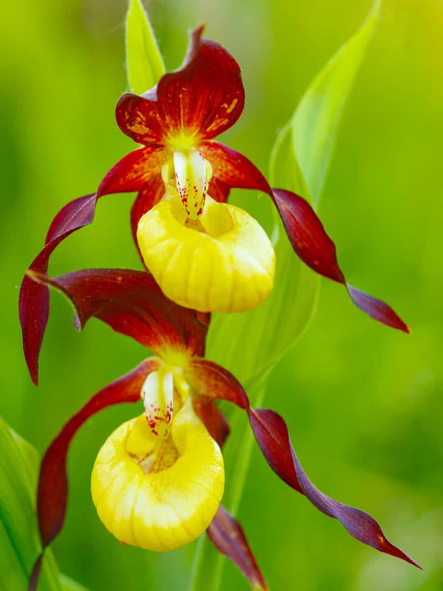 Close up of two developing Lady's slipper orchid flowers