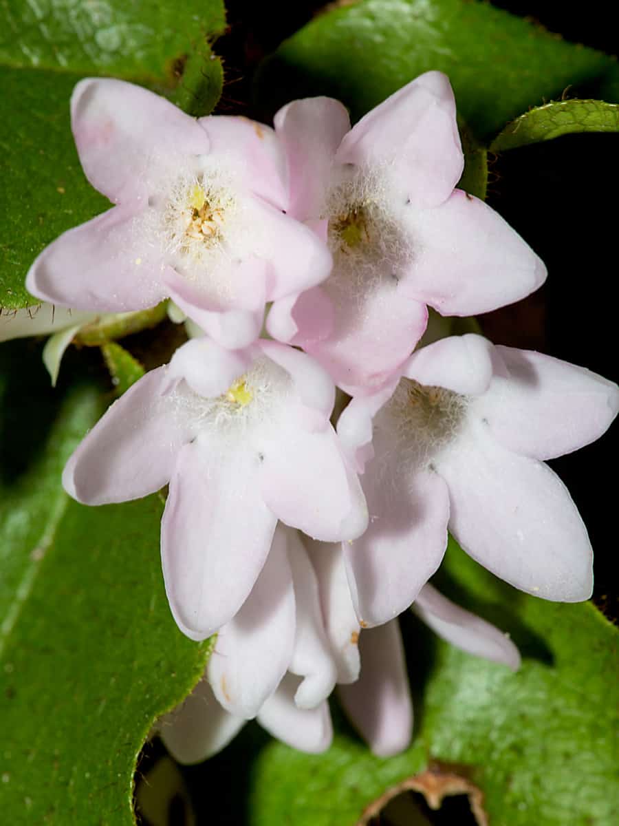 Clusters of pink flowers of trailing arbutus, Epigaea repens