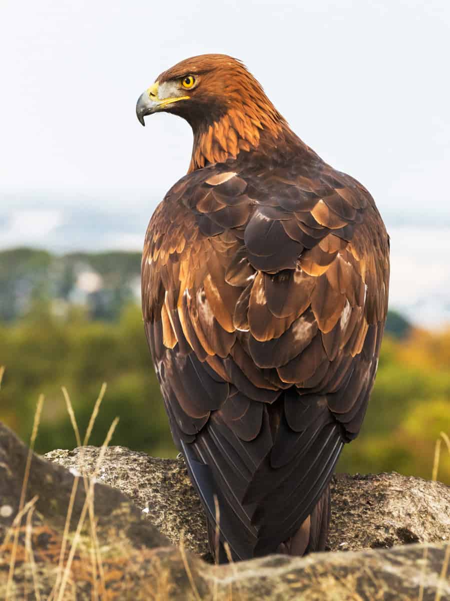 Golden eagle surveying her domain.