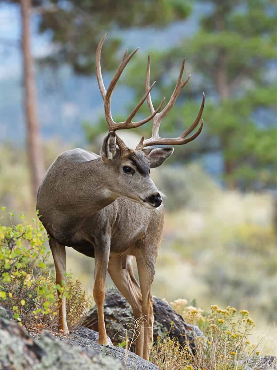 Huge Trophy Mule Deer Buck, standing on rock in autumn habitat