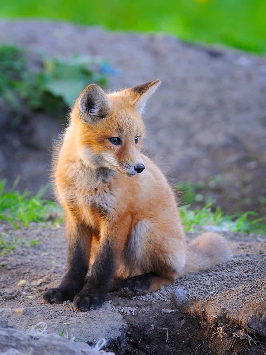 Kit fox sitting outside it's den in the wild