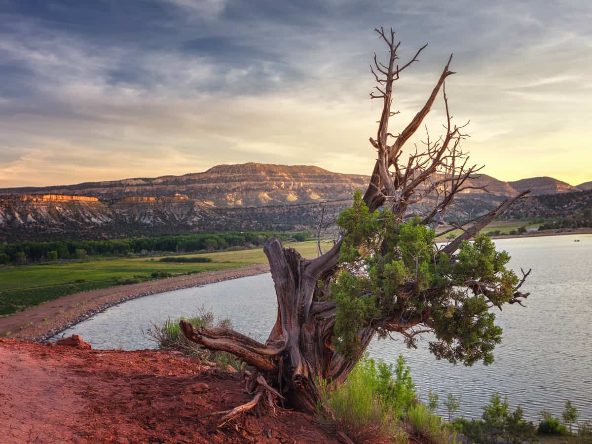 Landscape in the petrified forest of Escalante, with a juniper in the foreground and in the background the mountains and the Wide Hollow Reservoir near Escalante, Utah, USA.