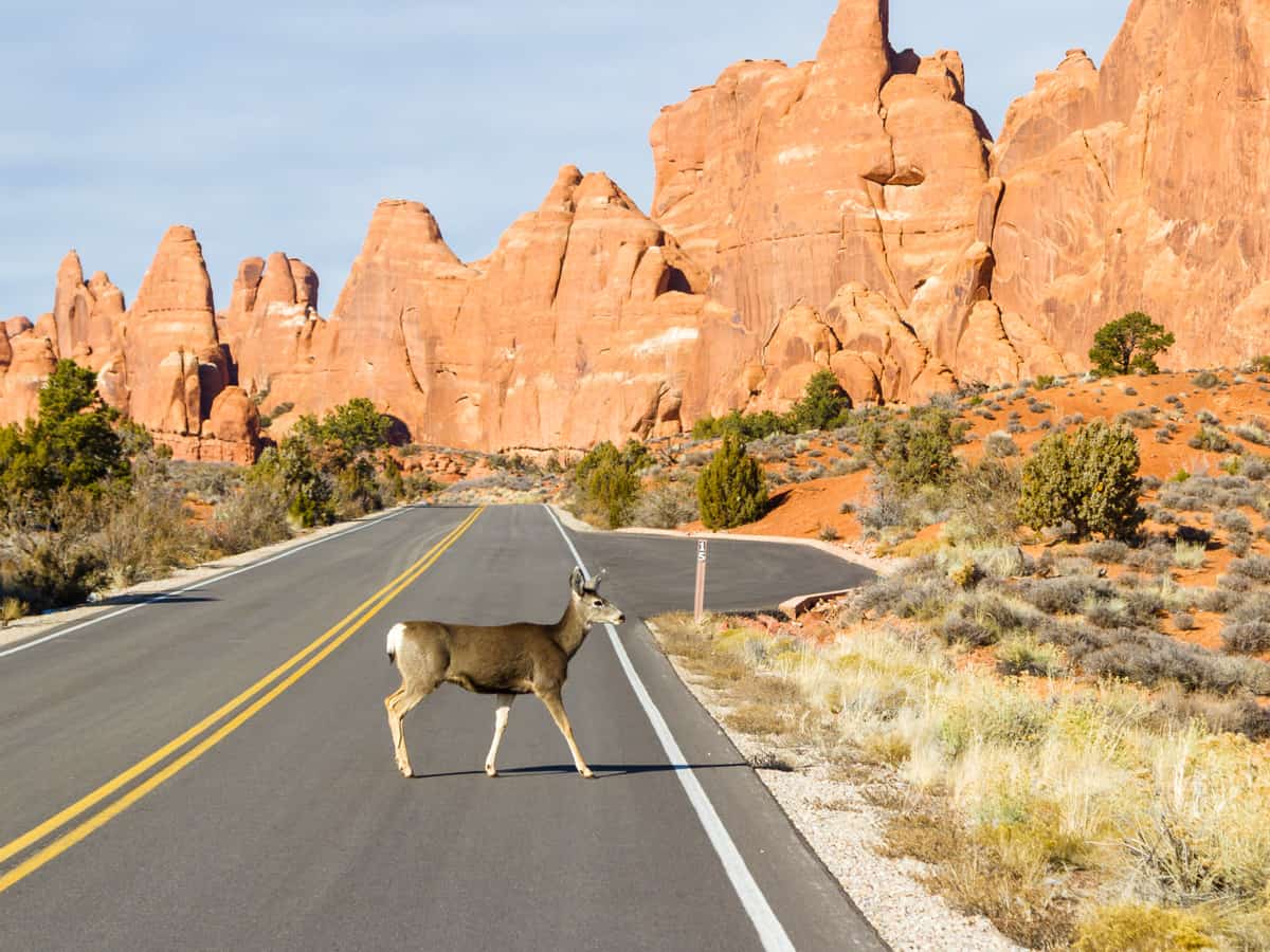 Mule deer walking across the road with the red rocks of Arches National Park in the background