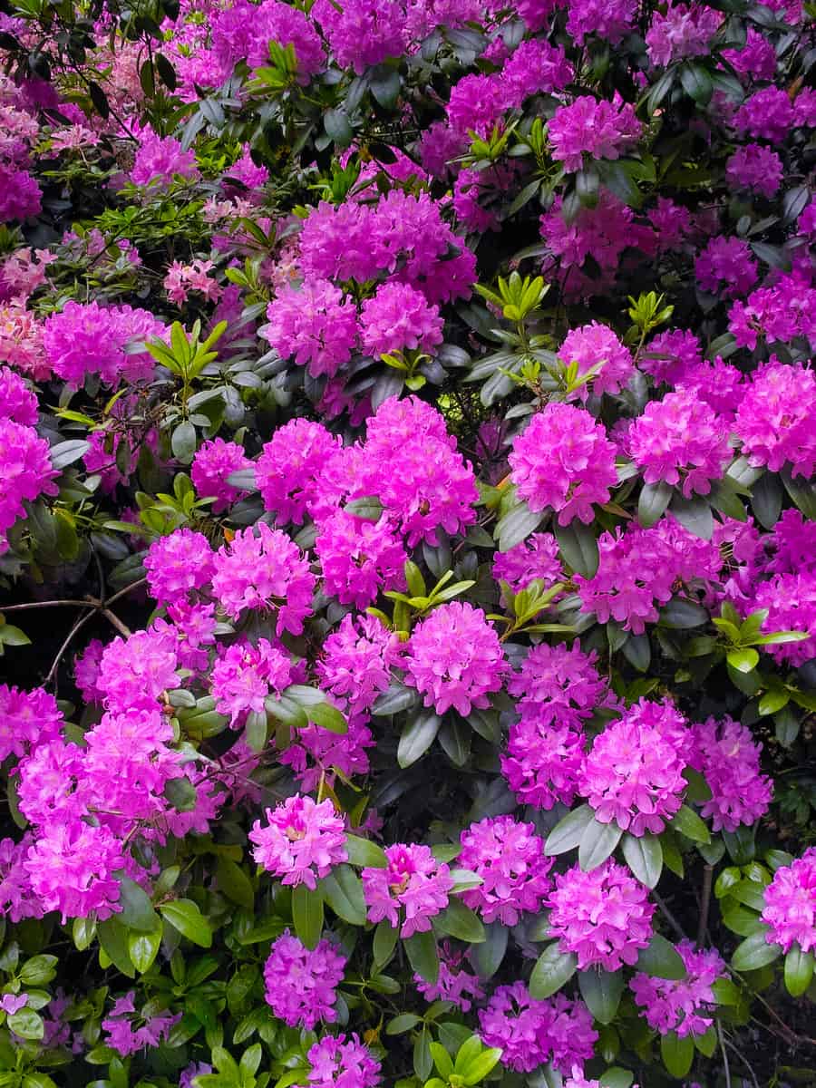 Pink purple flowers of a Rhododendron inflorescence
