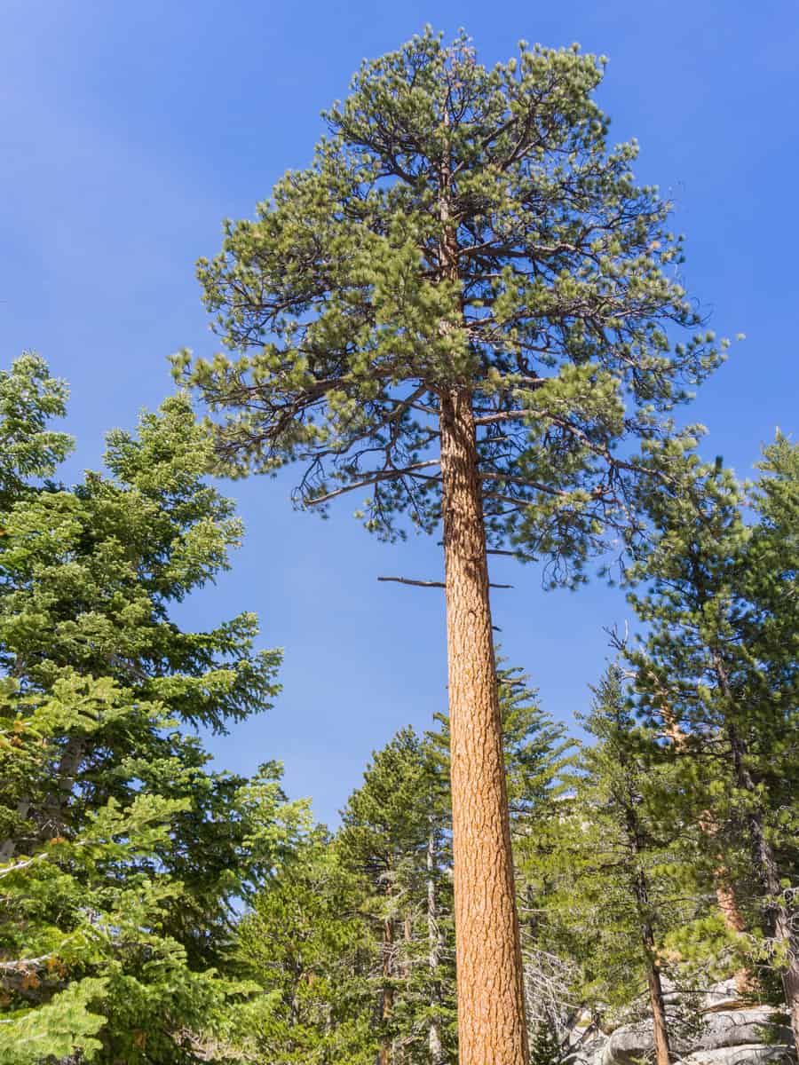 Tall Ponderosa pine on the trail