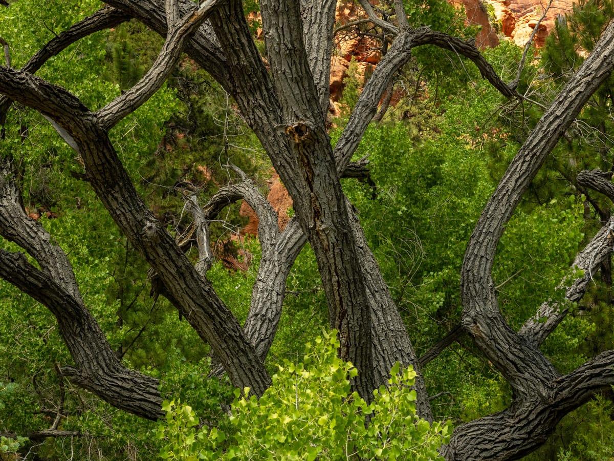 Tangle Of Cottonwood Tree Branches In Zion National Park