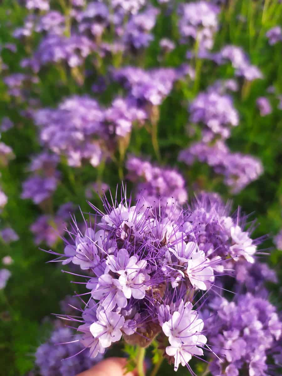 This photo captures a cluster of vibrant purple phacelia flowers in full bloom.