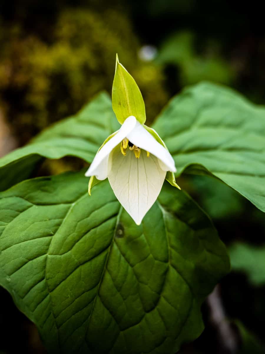Trillium Bloom Begins to Open in Spring along the Little River Trail in Great Smoky Mountains National Park