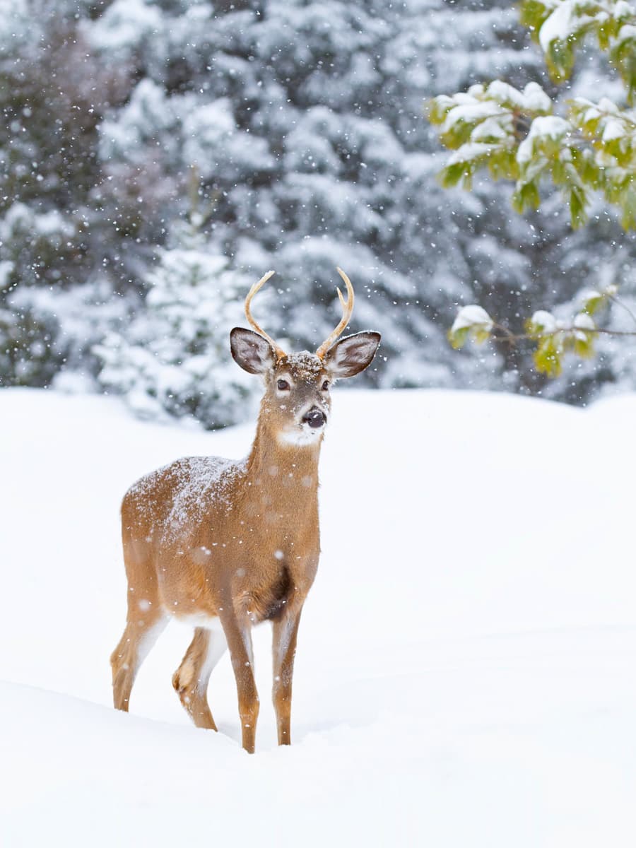 White-tailed deer buck walking in the falling snow