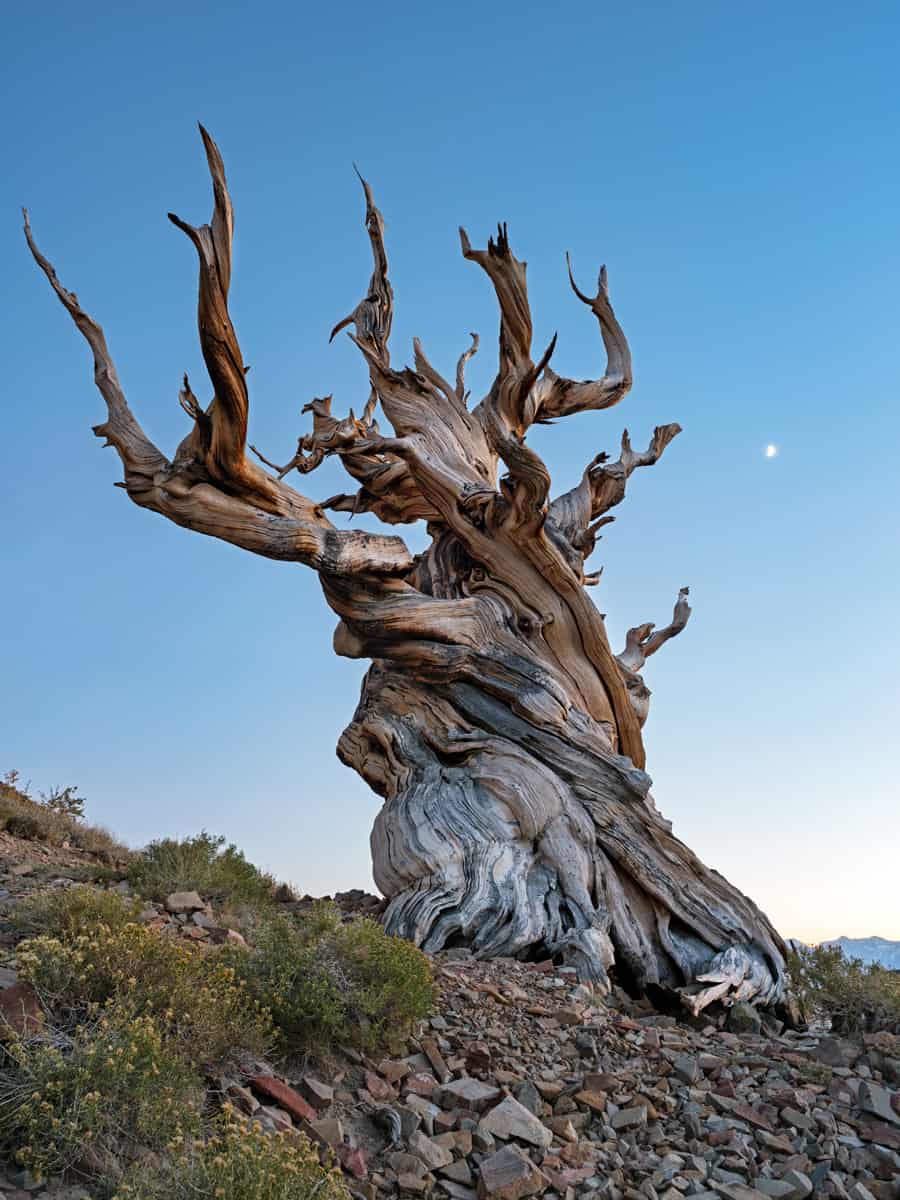 the moon is slowly setting over a very old tree at the ancient bristlecone pine