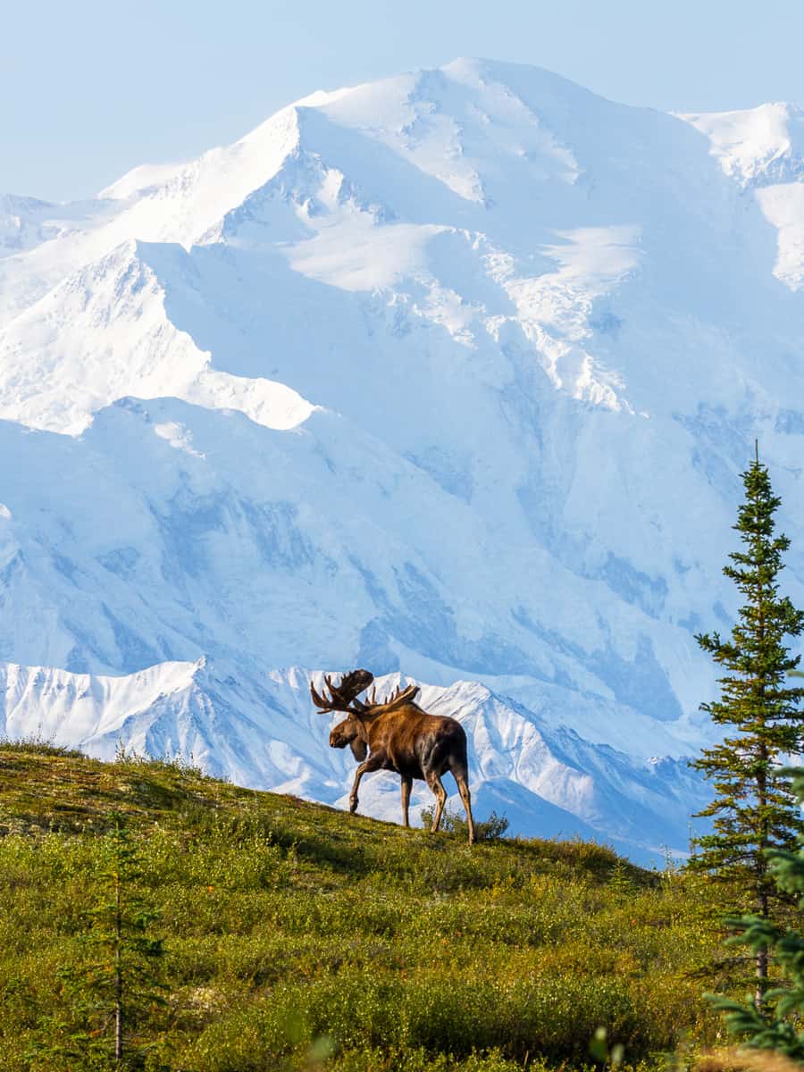 A Bull Moose trekking across the landscape in front of the Alaska Range in the Wonder Lake area of Denali National Park.
