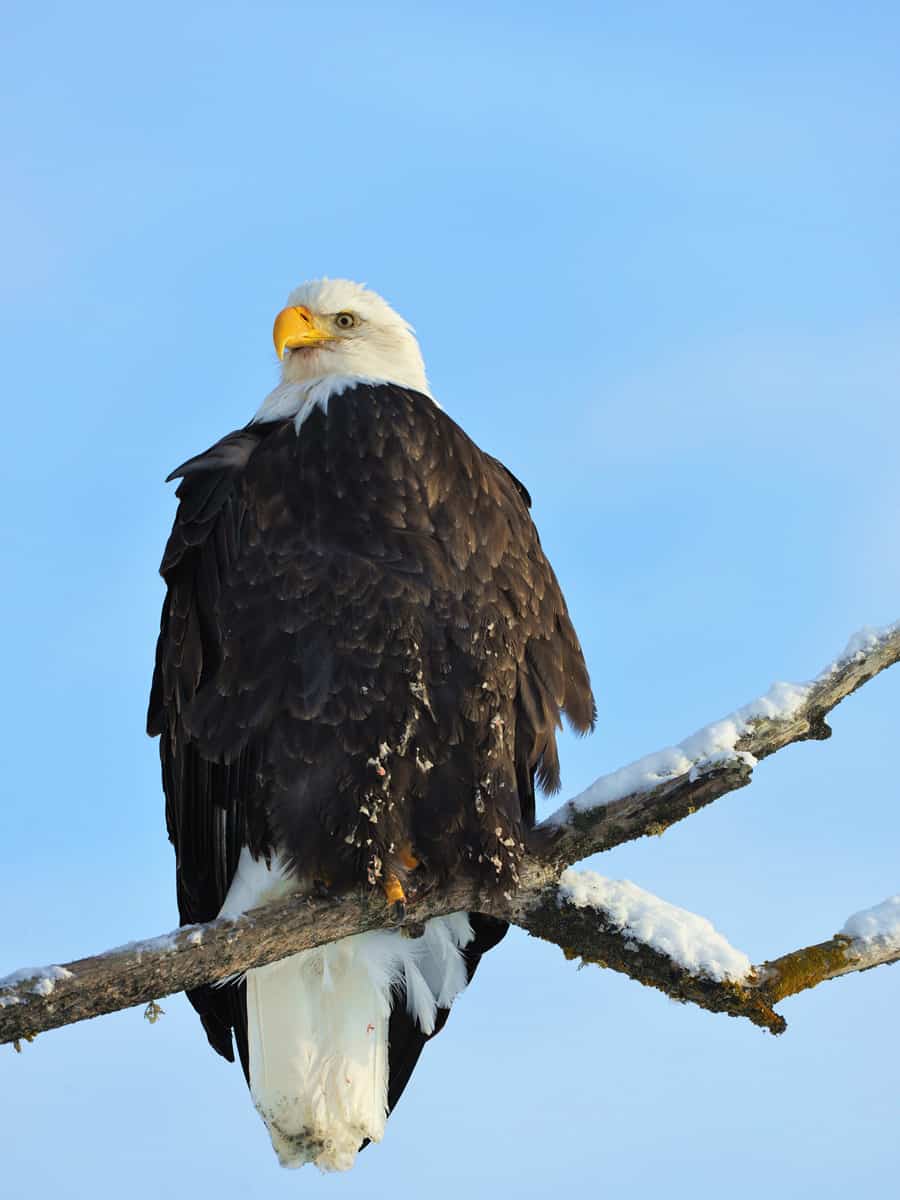 A bald eagle (Haliaeetus leucocephalus) is perched on a dead tree limb overlooking the Chilkat River watching for salmon in the Chilkat Bald Eagle Preserve in Southeast Alaska.