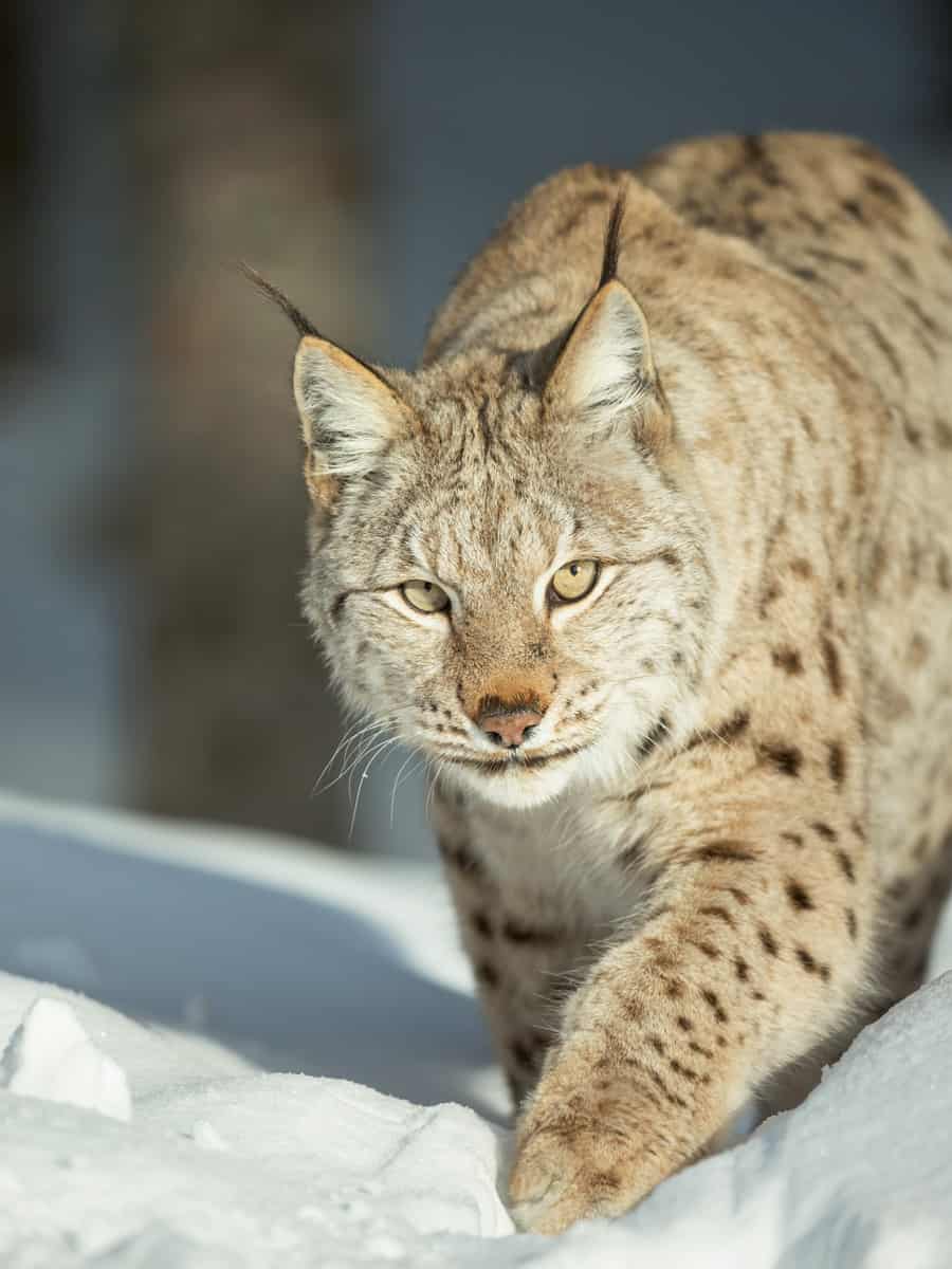 A close up view of a Lynx walking through deep snow and looking directly at the camera.