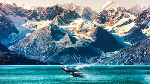 Alaska whale watching boat excursion. Inside passage mountain range landscape luxury travel cruise concept 1600x900