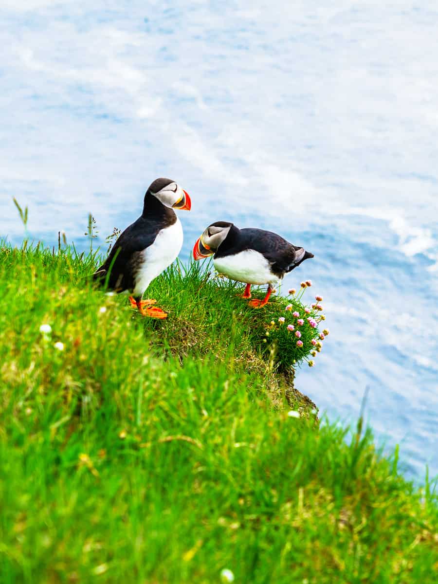 Atlantic Puffin standing on a cliff