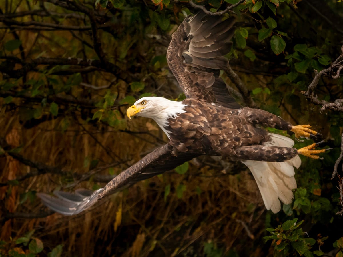 Bald eagle in Kodiak Alaska launching and flying
