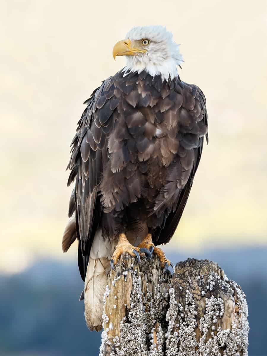Bald eagle with a golden background