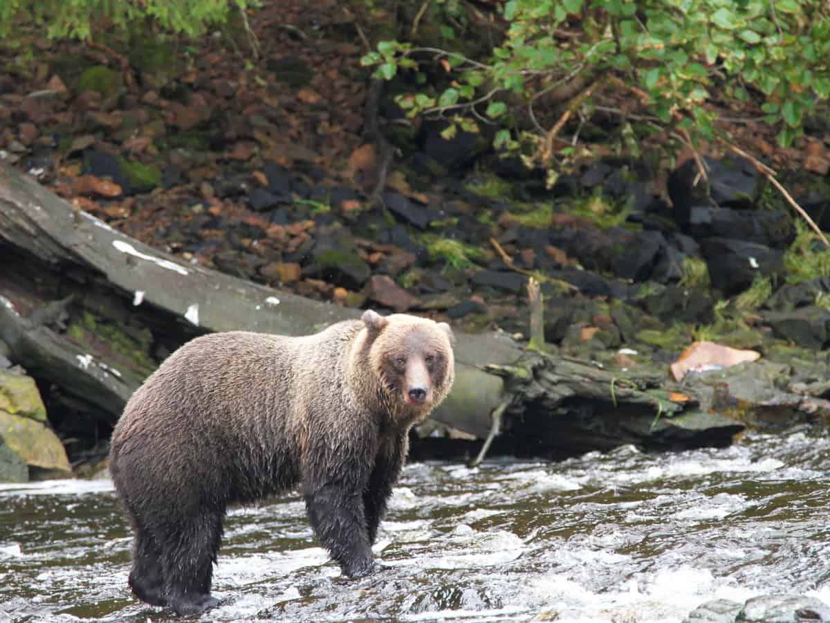 Bear viewing in pack creek, alaska
