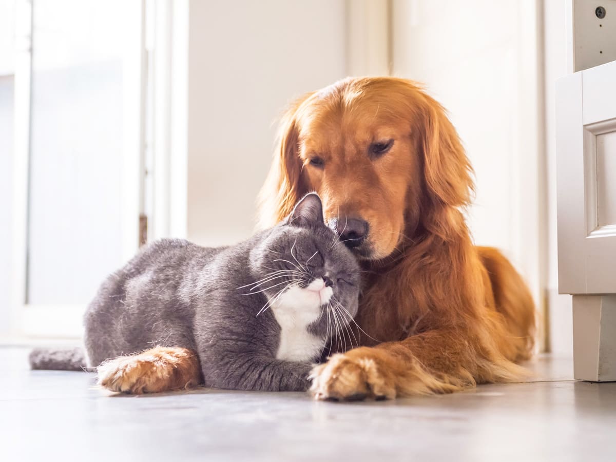 British cat and Golden Retriever at home