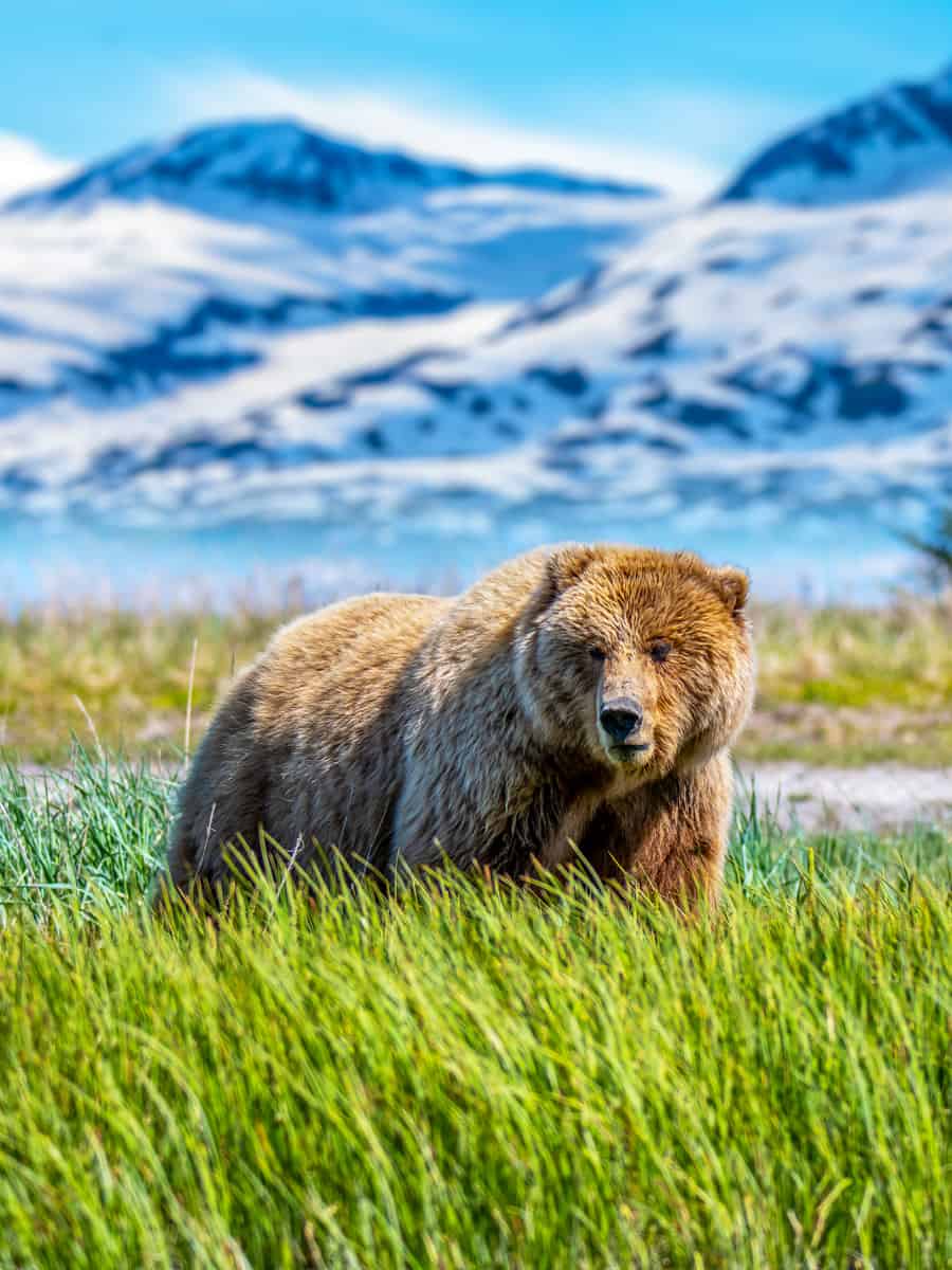 Brown bear, Coastal bear or known as Grizzly bear in Lake Clark National Park and Preserve, Alaska