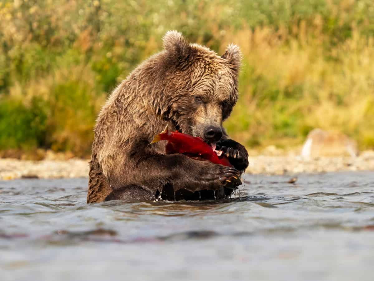 Brown bear, Ursus arctos, aka grizzly bear, fishing for on pink salmon on tidal river in Katmai National Park, Alaska, United States
