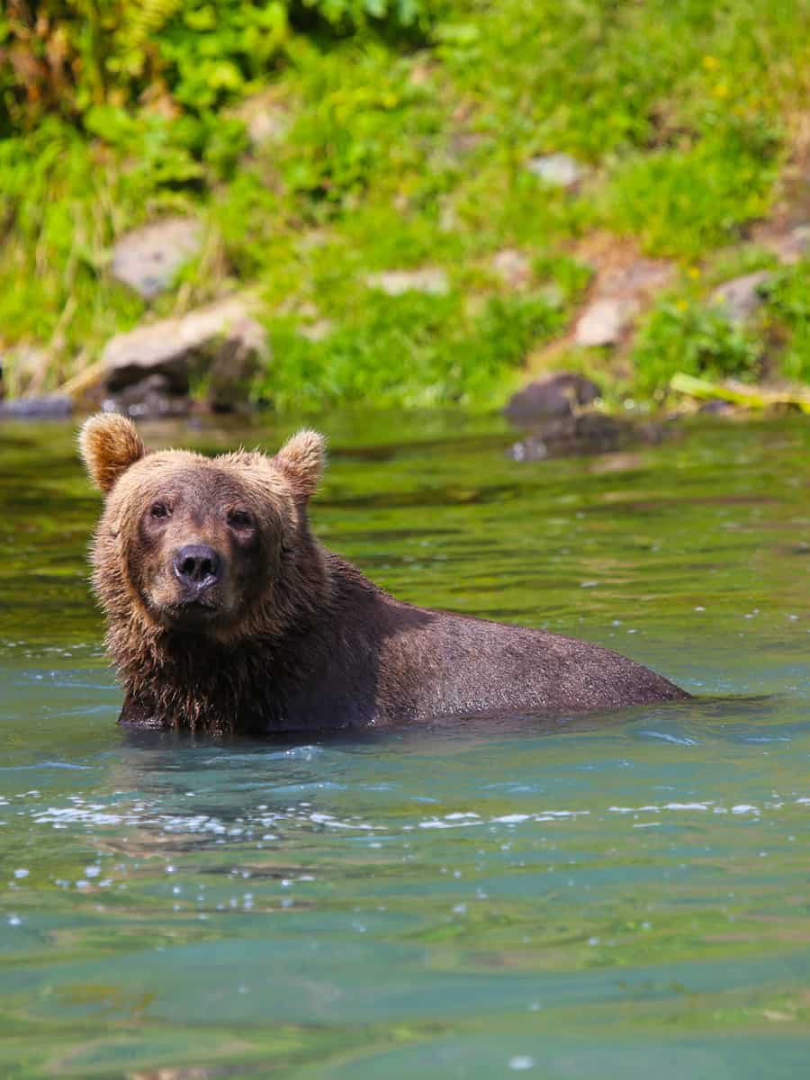 Brown bear in Wolverine Creek