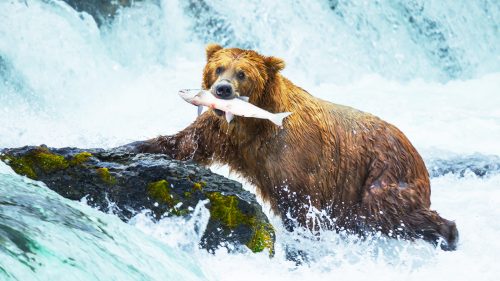 Brown bear on Alaska catching fish 1200x900