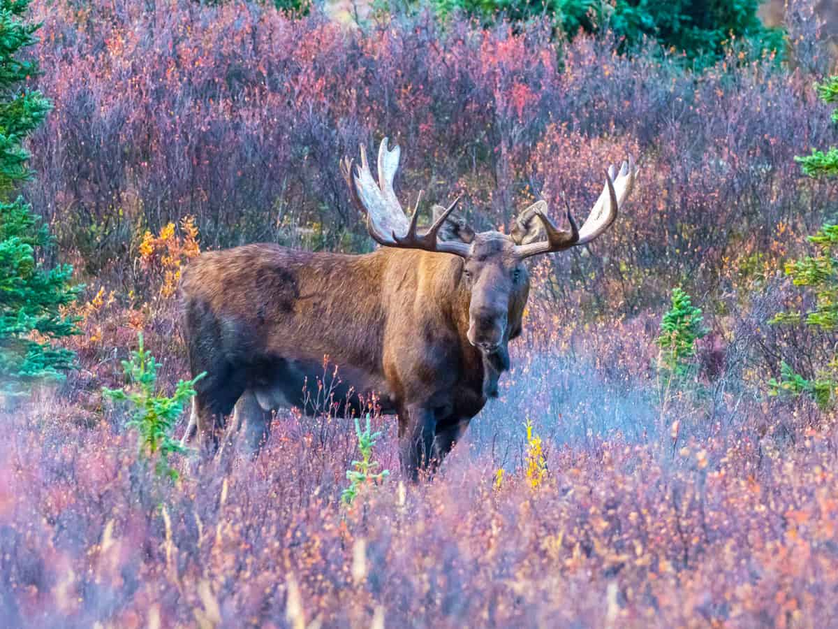 Bull Moose in Denali National Park
