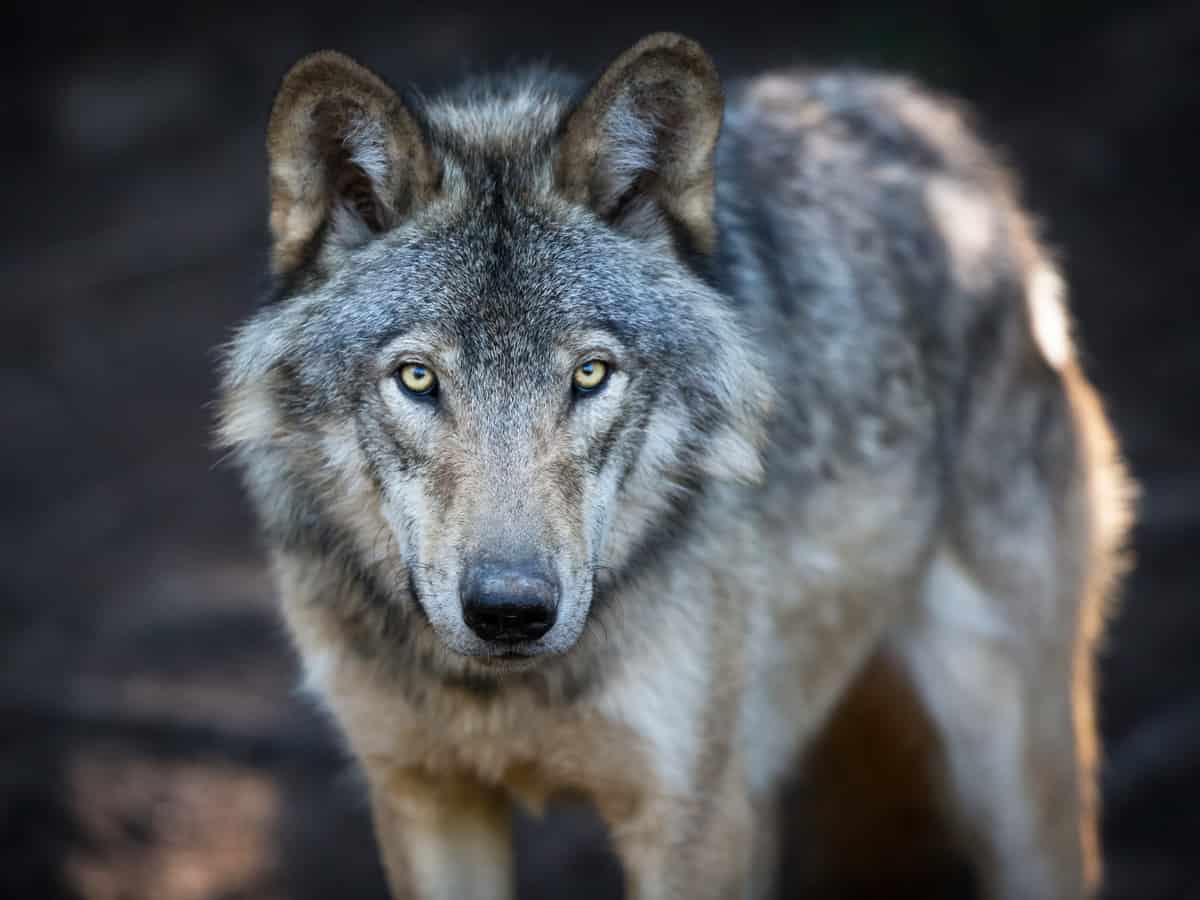 Close up portrait of a grey wolf (Canis Lupus) also known as Timber wolf in the Canadian forest during the summer months.
