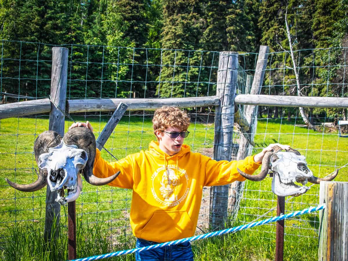 Fairbanks Alaska USA Young man in sunglasses and curly hair with hand on two musk oxen skull- male and female during tour at Large Animal Research Station - affiliated University of Alaska