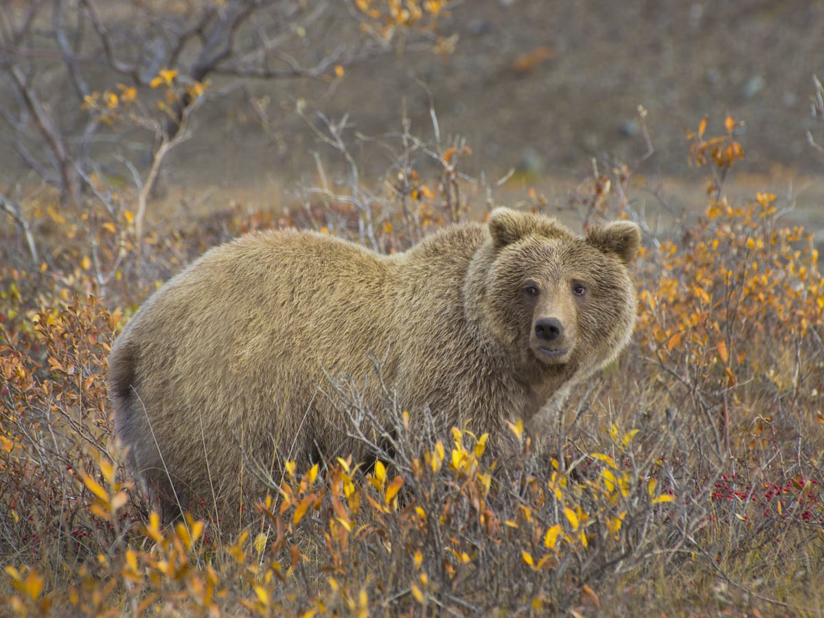 
Grizzly Bear (Ursus arctos) in the colorful fall tundra and surrounded by favorite soap berries, Denali National Park and Preserve, Alaska.