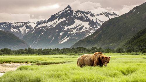 Grizzly Bear of Shores of Alaska 1600x900