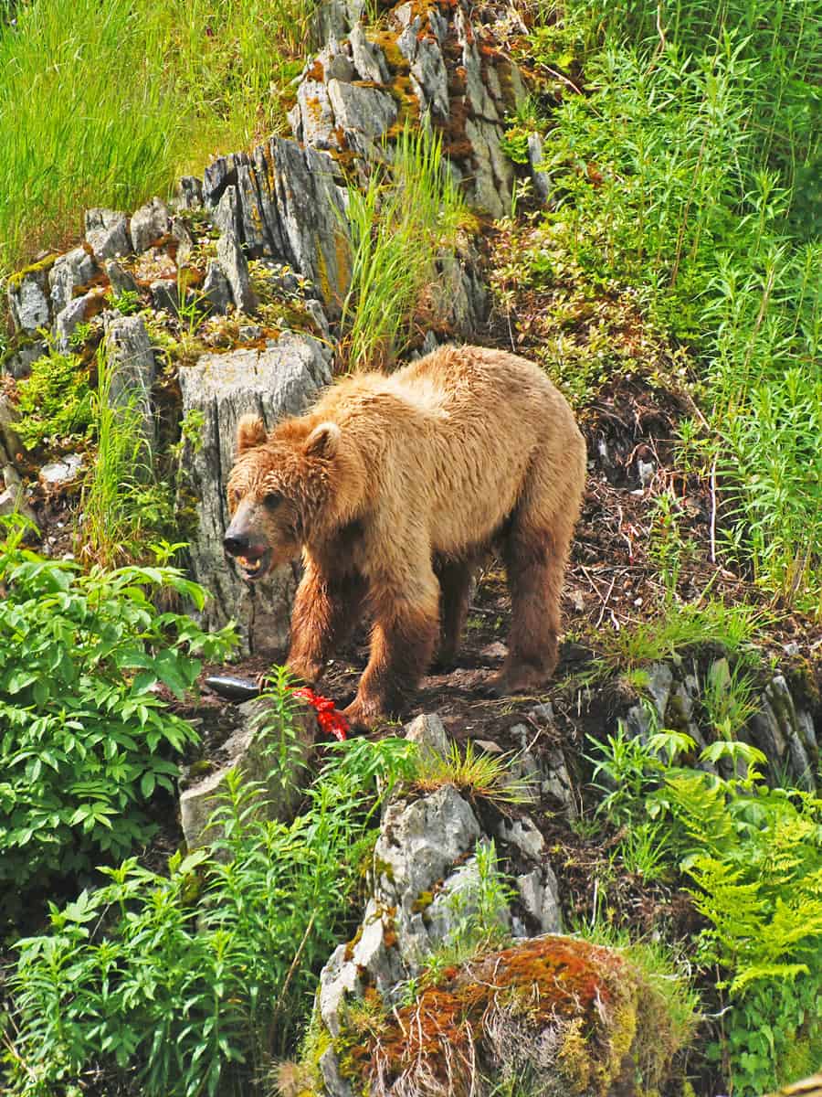 Grizzly Defending Its Food near the Fraser River on Kodiak Island in Alaska