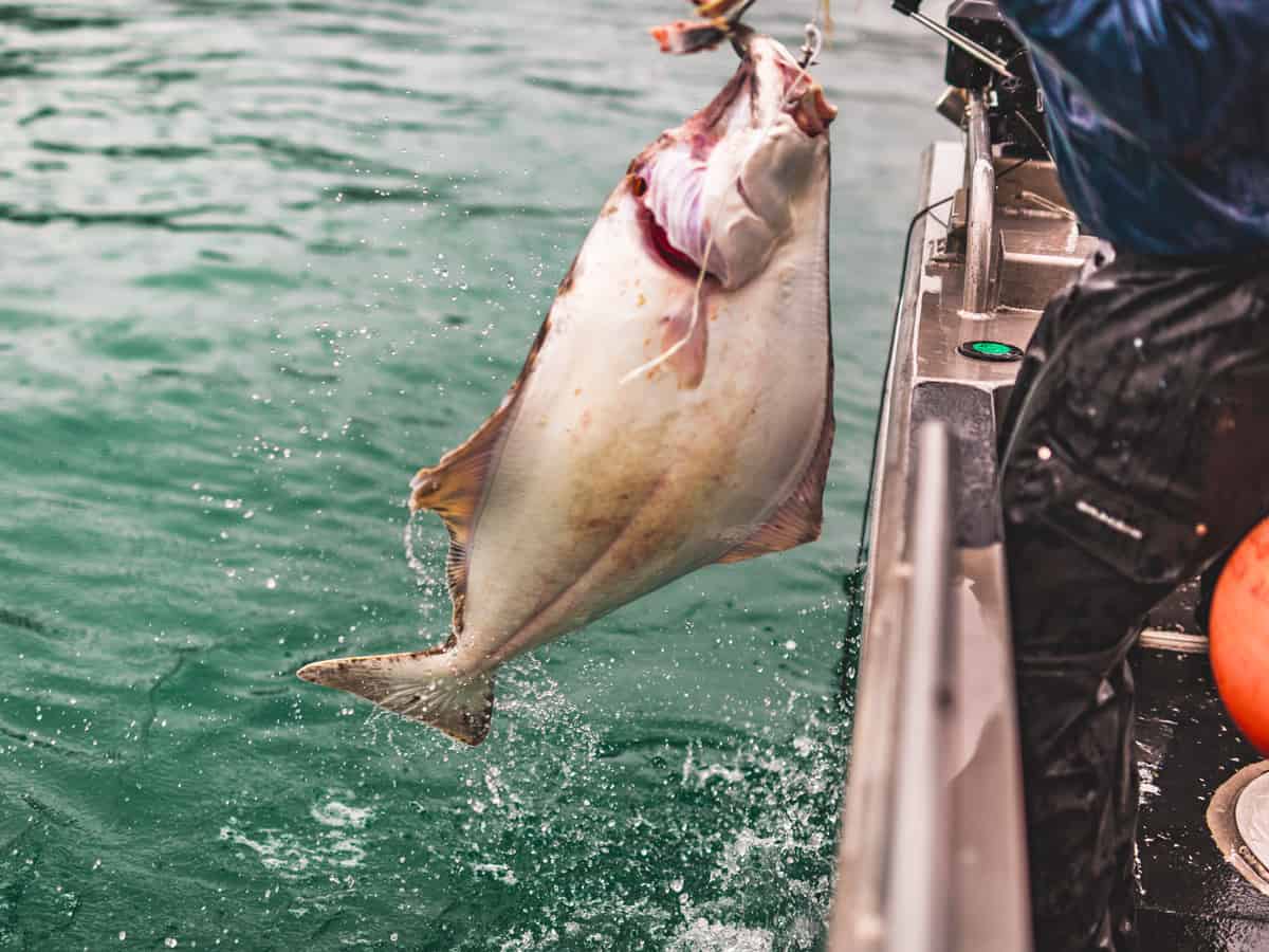 Halibut being lifted over the side of a fishing boat in Homer, Alaska