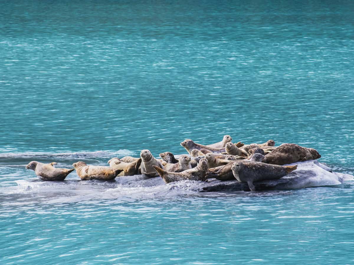 Harbor seals are lying on ice. Valdez, Alaska.