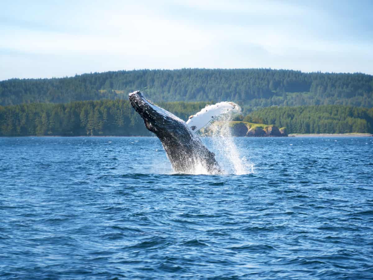 Humpback Whale Breaching Water in Kodiak Alaska