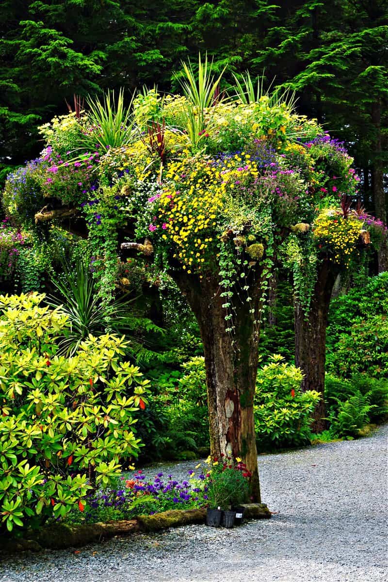 Juneau, Alaska, USA_ Glacier Gardens is a rain forest botanical garden in the Tongass National Forest. Upside-down tree trunks serve as planters for a wide variety of colorful flowers.