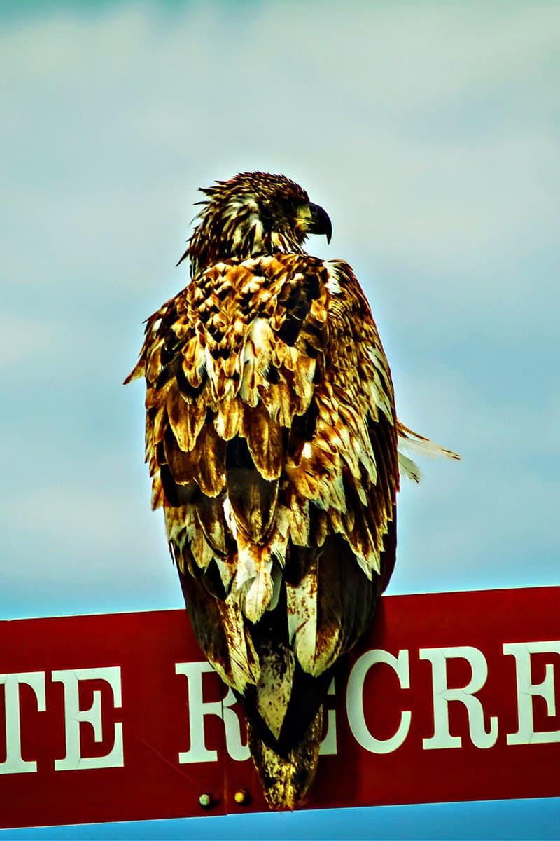 Juvenile Bald Eagle rests on sign for Deep Creek State Recreation Area in Ninilchik, Alaska