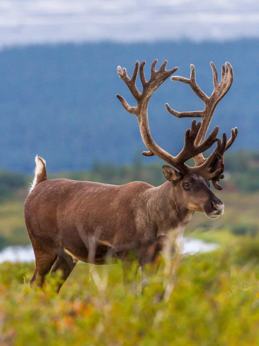 Male Caribou develop their antlers throughout the summer in preparation for the fall rut.